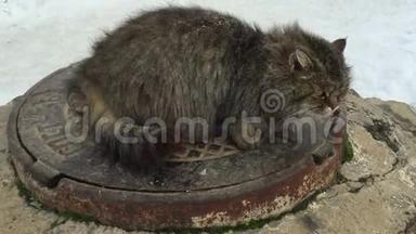 冬天猫坐在井盖上。